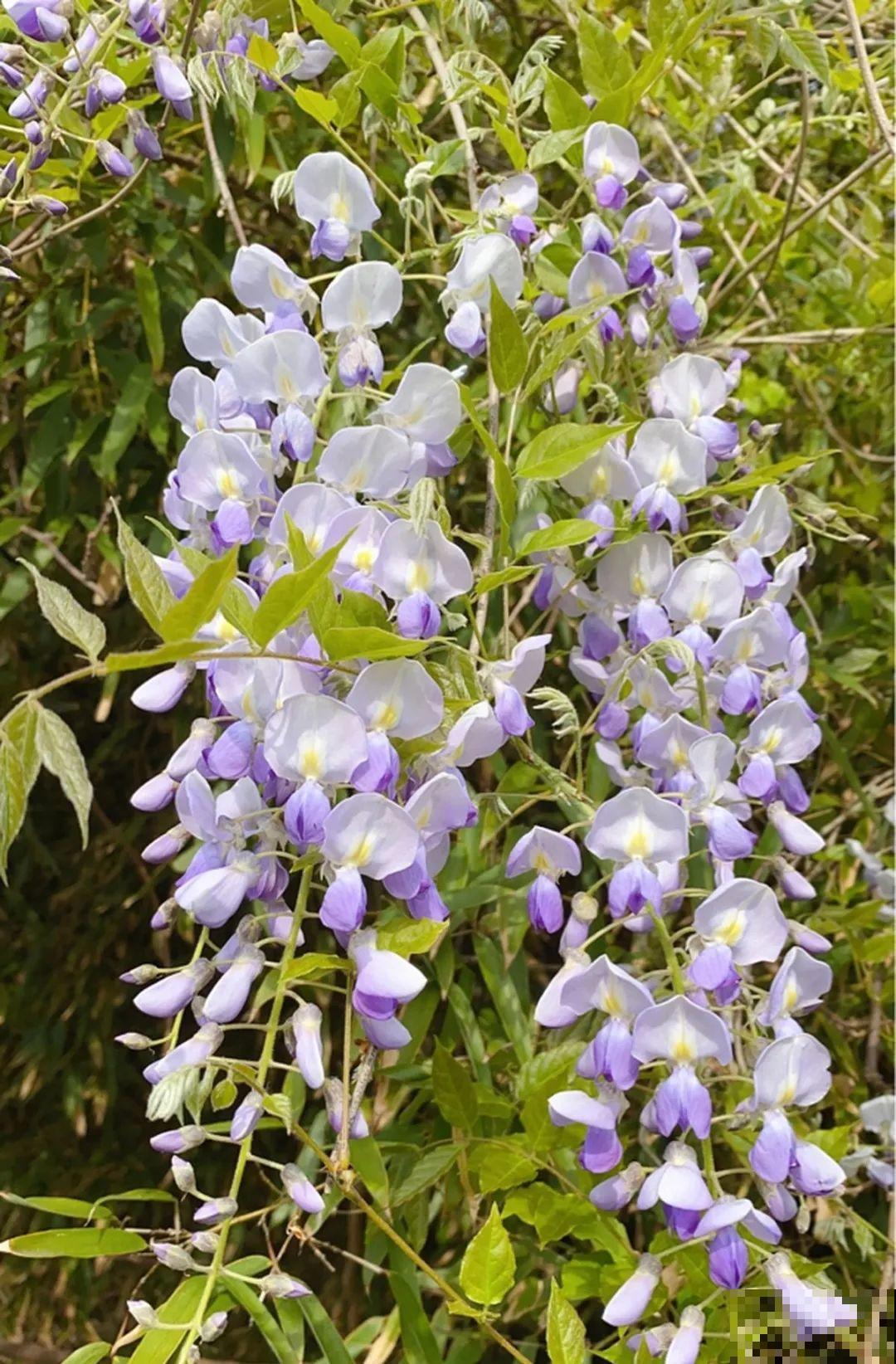 农村的6种花，烙饼子、炒菜、炖汤……再晚没得吃了！