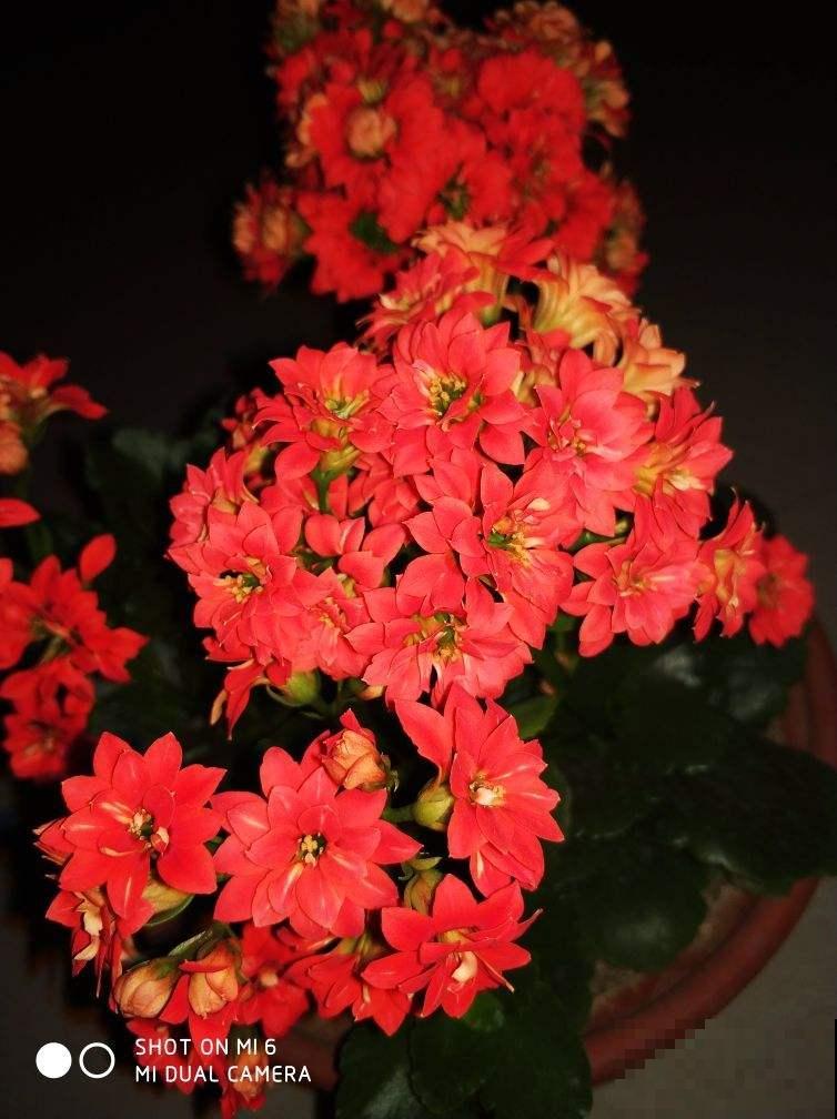 5种花，丢水里也能养，干净卫生，呼呼爆盆