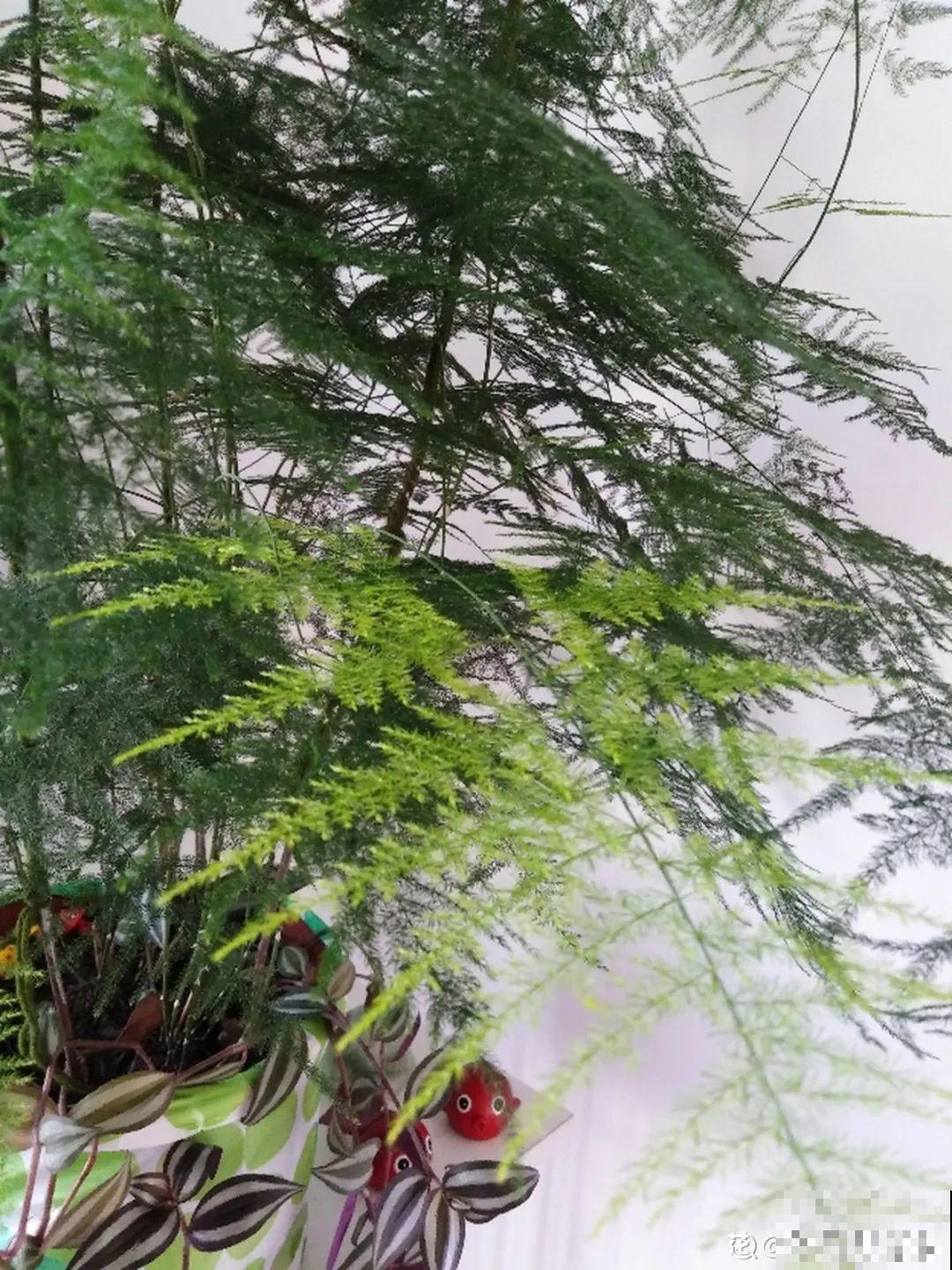 家里养盆垂吊花，呼呼长成绿帘子，看着真凉快