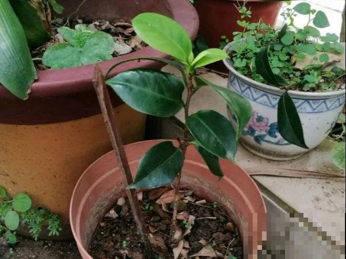 20种常见花，扦插方法大全，不用再花钱买了！