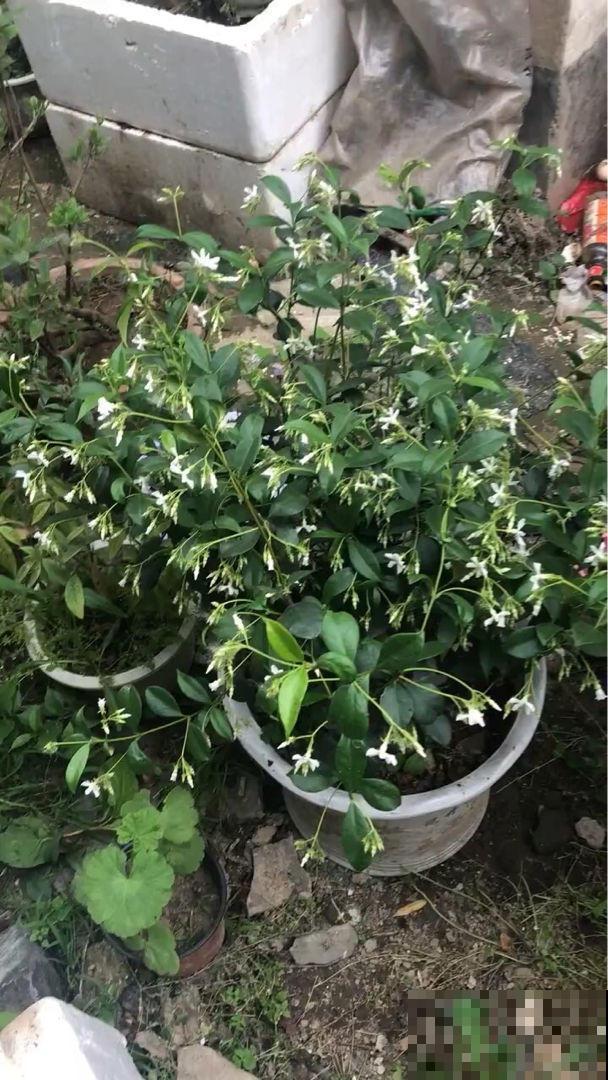 长得像大风车的茉莉花，一长一大丛，香味闻着就舒心！