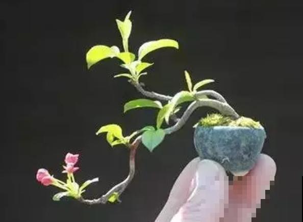 一个茶碗就能养的花，开花精致富贵，摆在窗台上档次！