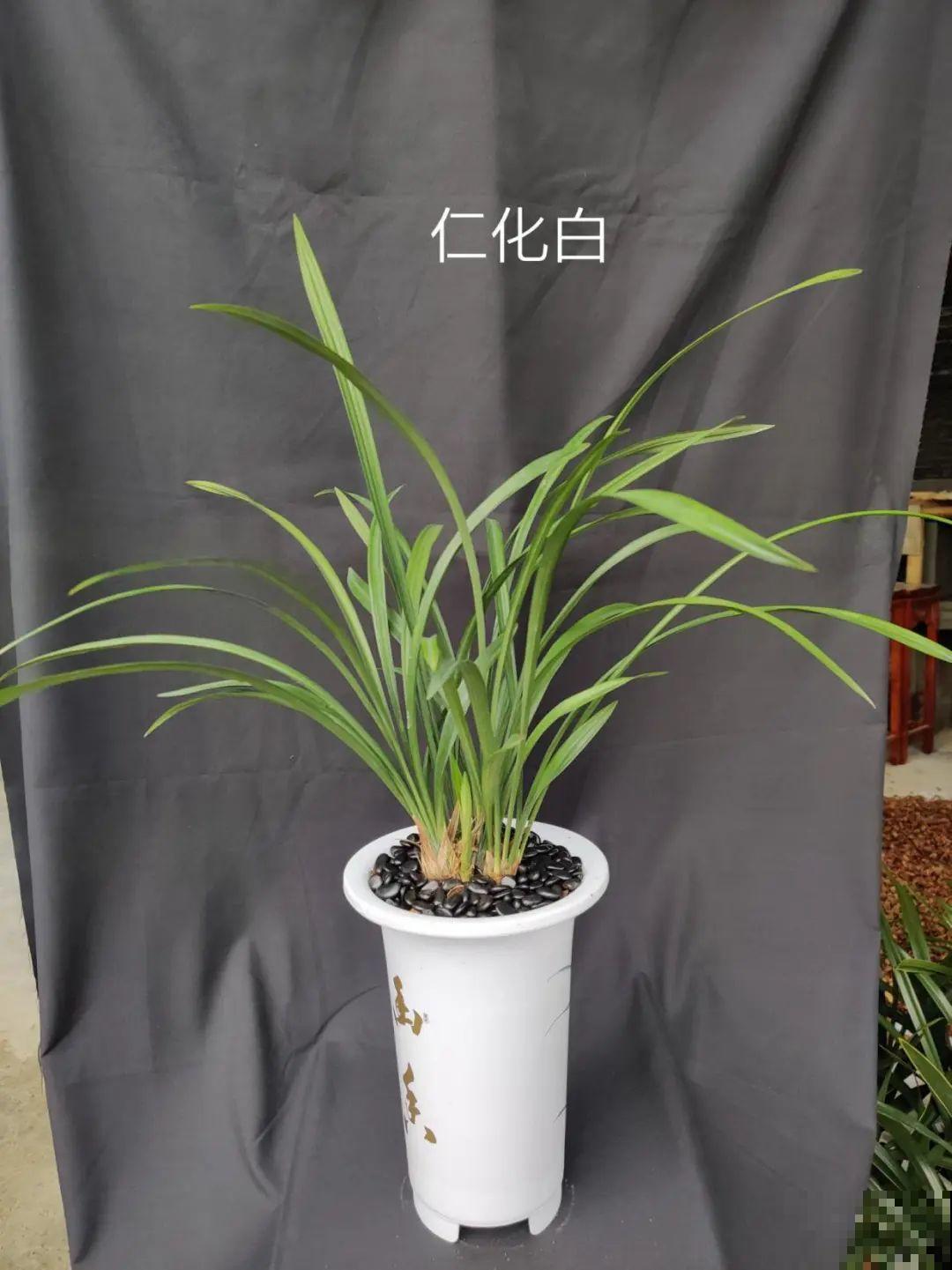 活的“香水花”，家里养一盆，有品位、气质佳！