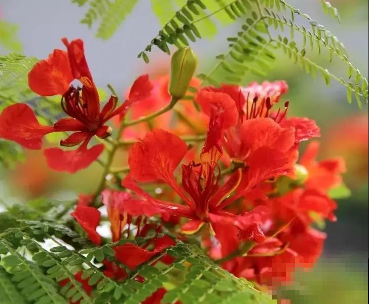 你的生日，对应的是哪种花，都进来看看吧！（下）