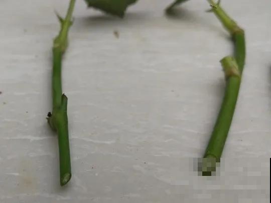 养绣球真赚了，枝条剁8段，每根都能活！