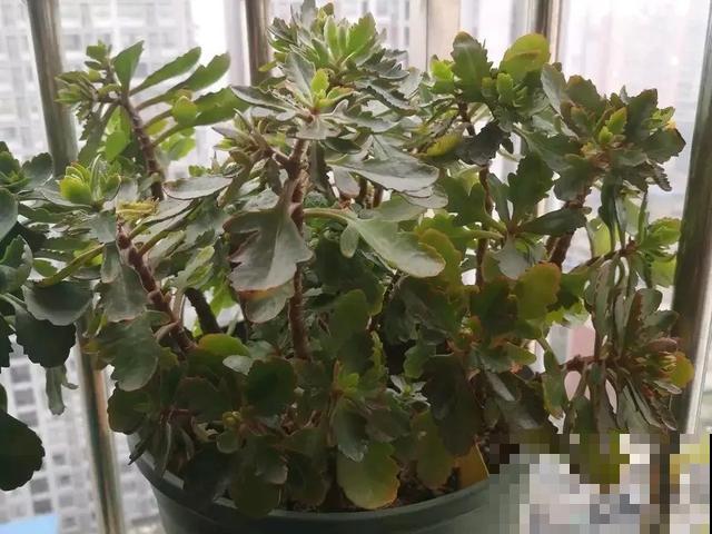 嫌花长得丑，趁现在砍头，2个月脱胎换骨！
