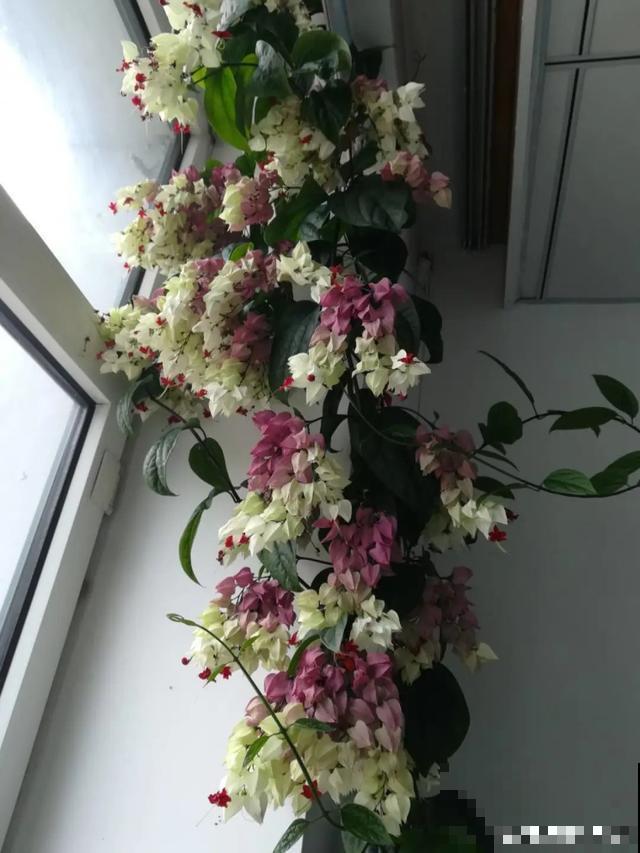 阳春三月，出门踏青，原来有这么多漂亮花！