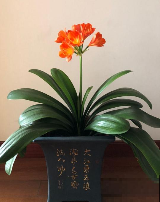 好花都是浇死的，10种常见花，浇水别太勤快！
