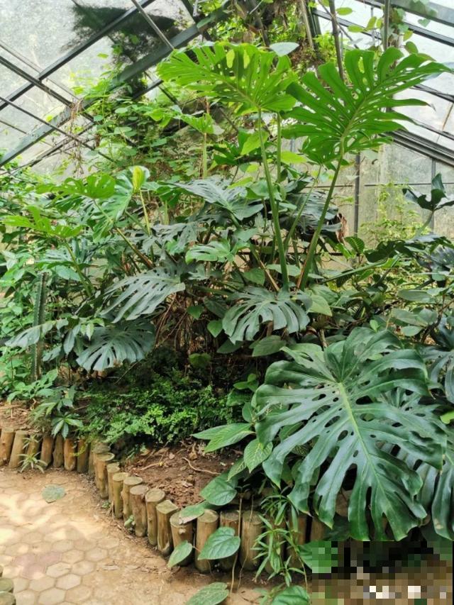 6种花能养成巨无霸，摆在家门口，路过的都称奇！