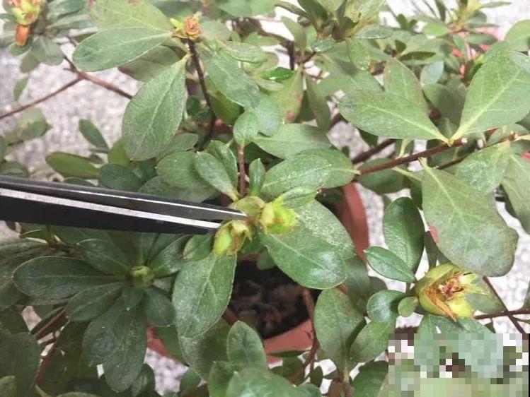 家里有这花，可以控制开花，想开几次都行！