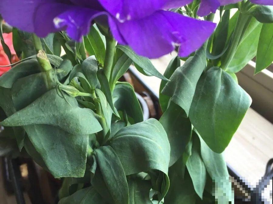 6种花一天不浇水，叶子就耷拉，缺水3天就死翘！