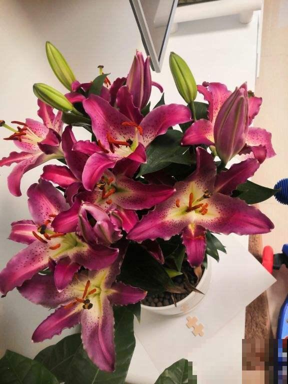 花店买花太贵了，这4种花，掐个枝在家就能养