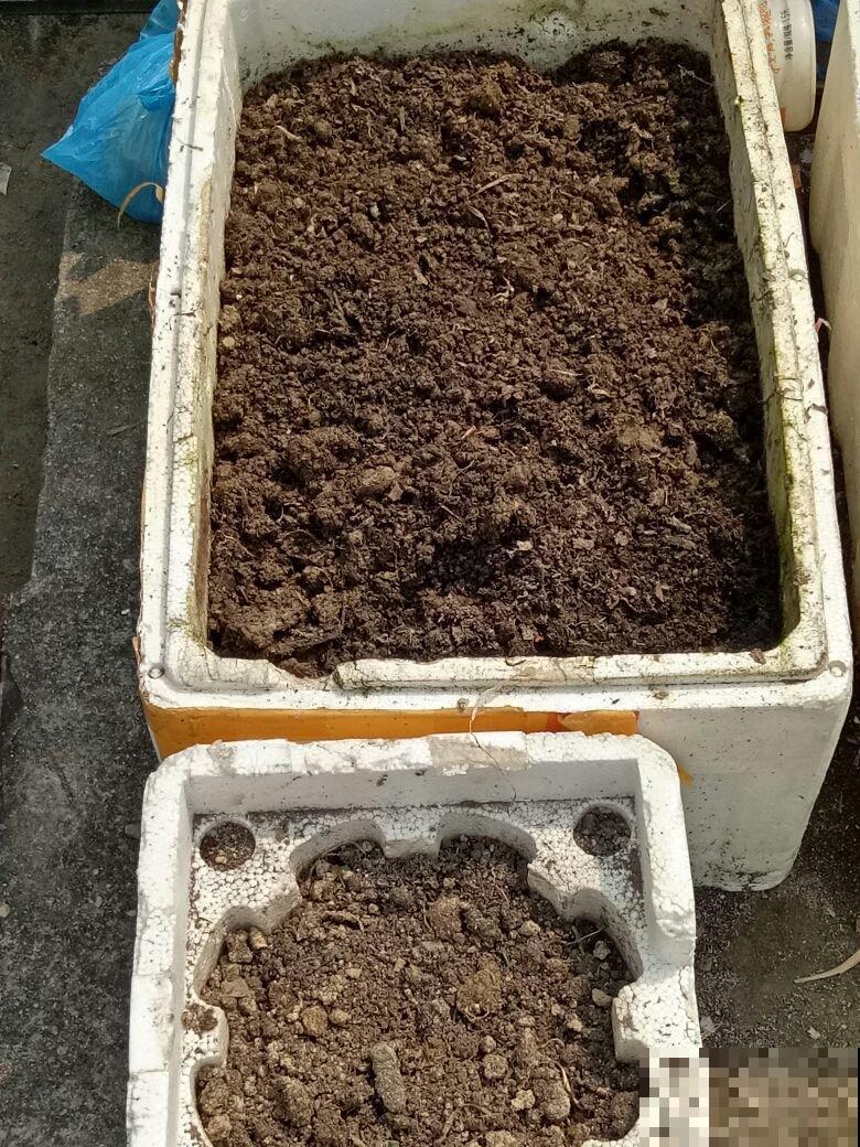 春天换盆换土，别忘了这一步，不然换了也是白换！