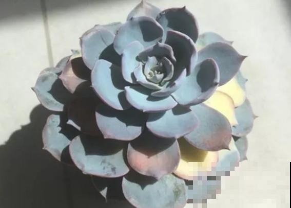 花市看到这种多肉，扭头就走，不要花钱买！