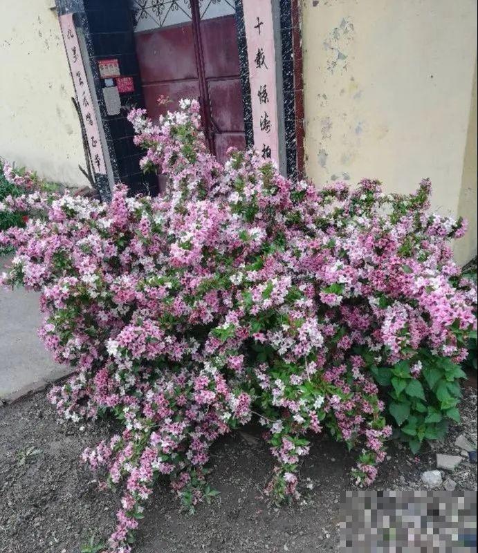6种花种在大门口，花开一整片，镇宅又霸气！