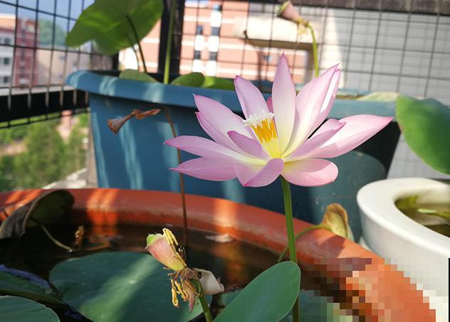 一个茶碗就能养的花，开花精致富贵，摆在窗台上档次！