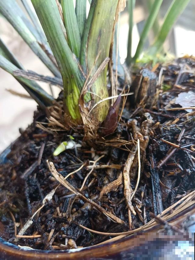 花烂根了别丢，塑料袋里捂一捂，大白根立马蹭蹭冒！