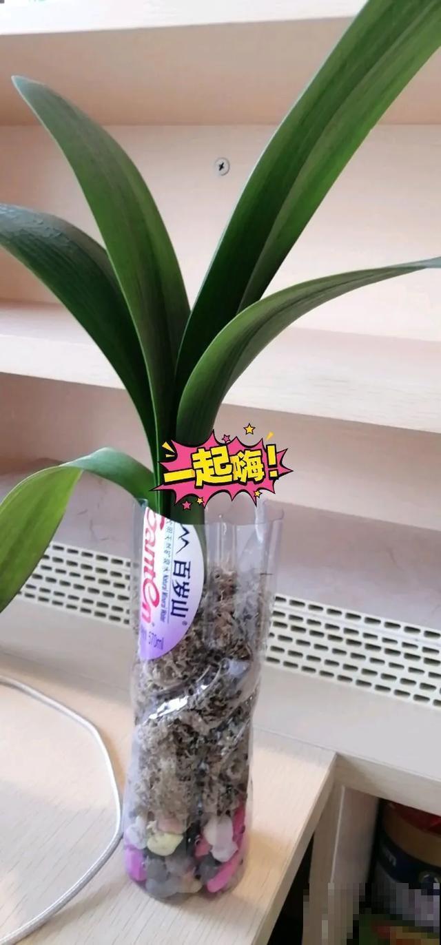 花烂根了别丢，塑料袋里捂一捂，大白根立马蹭蹭冒！