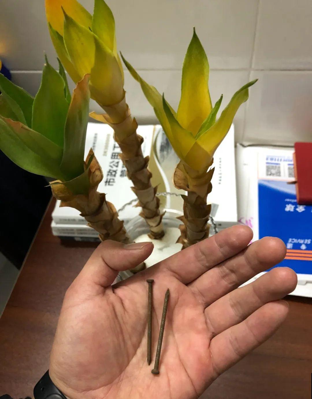 花一到春天就蔫巴，那是浇水浇少了，赶紧补水
