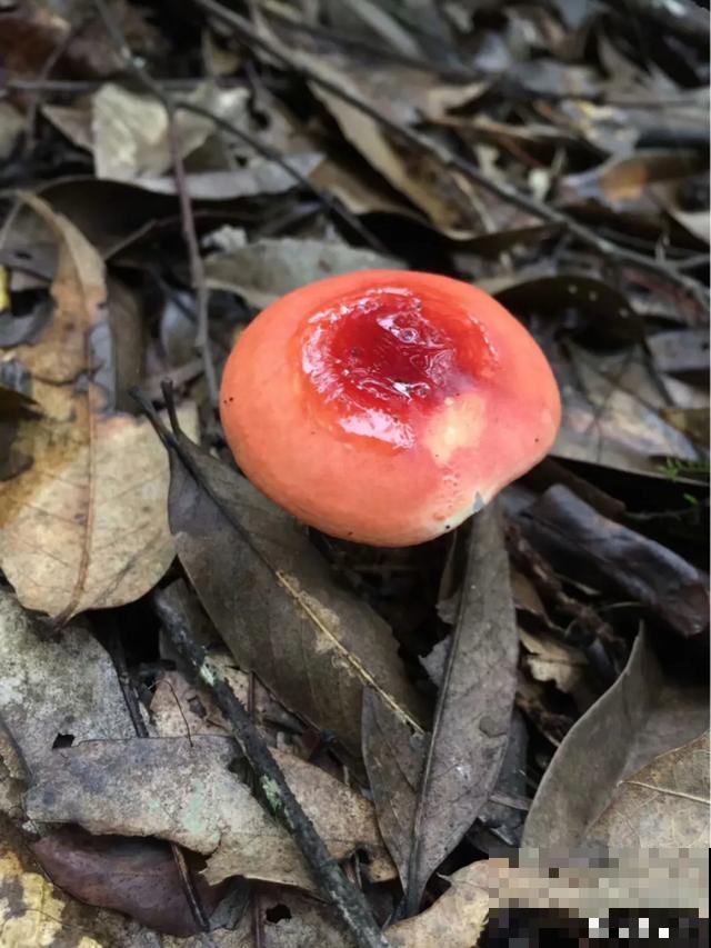 9种有毒花，出门见到要离远点，家里有老人小孩的要注意