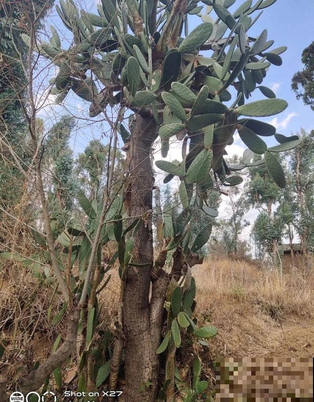 6种花能养成巨无霸，摆在家门口，路过的都称奇！
