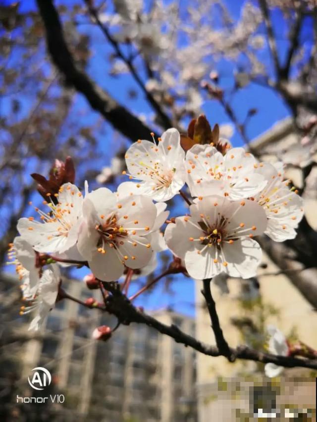 阳春三月，出门踏青，原来有这么多漂亮花！