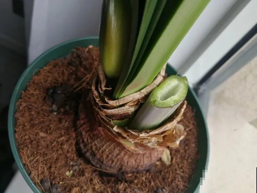 8种花，开完花别急着丢，剪一刀还能继续开