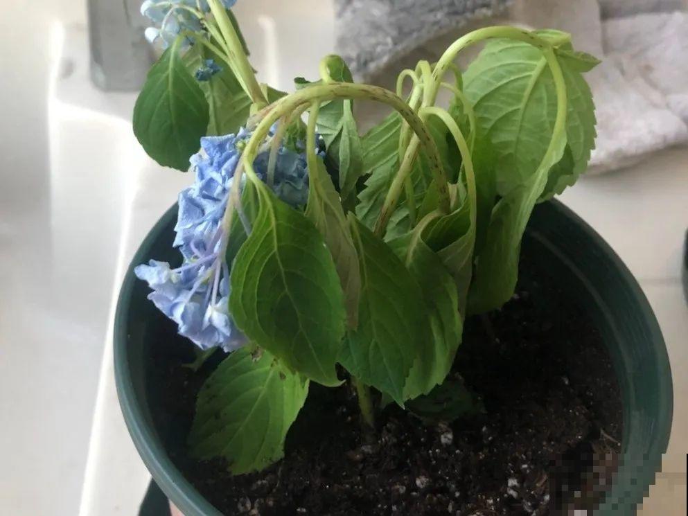 10种花，最怕换盆，换完活不过3天！