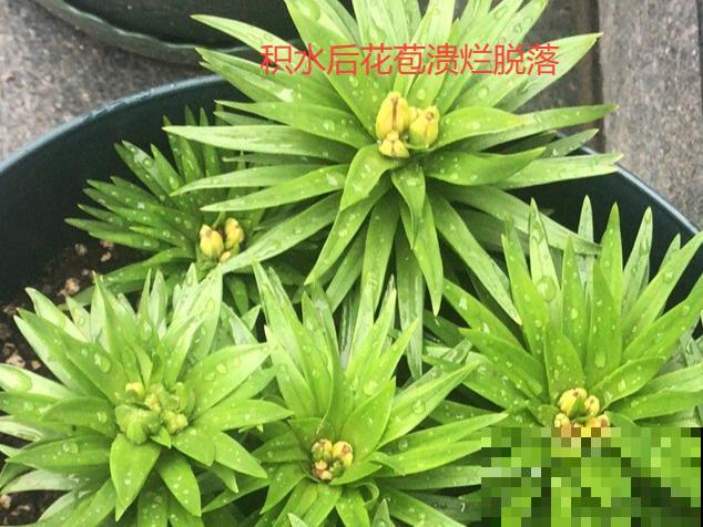 花的这个位置，千万别修剪，否则白养大半年！