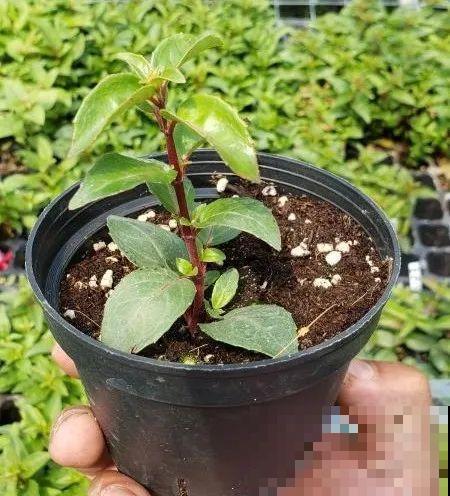 12种倒挂金钟，最好看的就是它，不养真的亏！