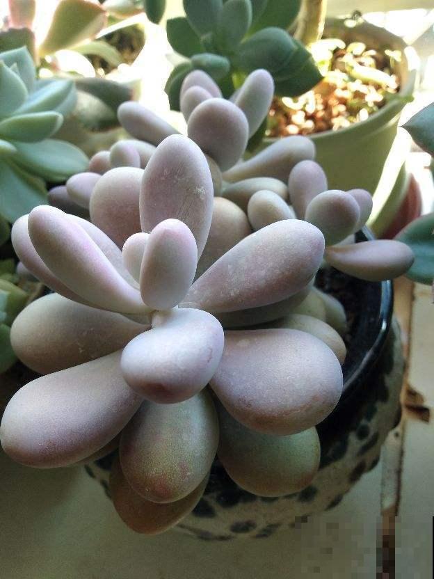 多肉变胖小技巧，3分钟学会，一个月变肉墩子！