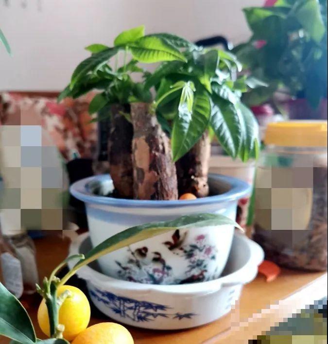 15种花超好活，掰个叉丢水里，自己发芽开出花！