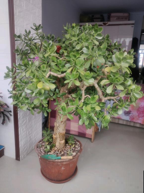 养这花不能用大盆，花盆越小，长得越粗壮！