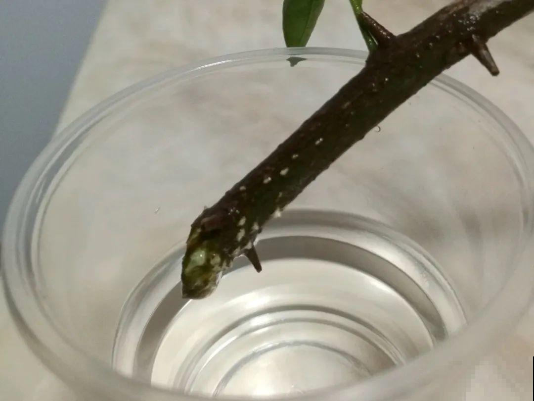 20种常见花，扦插方法大全，不用再花钱买了！
