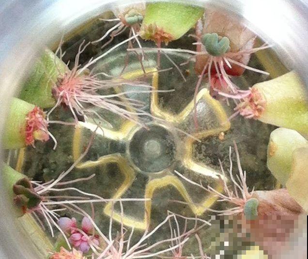 1个塑料瓶，居然有8种养花方法，省钱又好用！