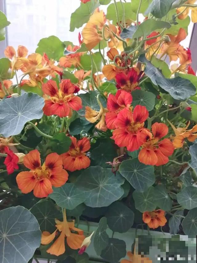 6种花，一定要吊起来养，开花像瀑布，看着真过瘾！