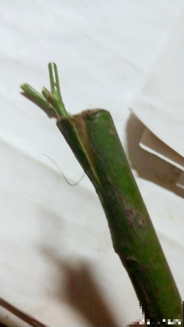 普通的月季苗，他养2年，变成一棵大花树，咋做到的？