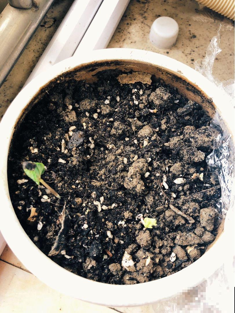 为啥自己播的种子，最后一棵都没成？就因为缺了春化！