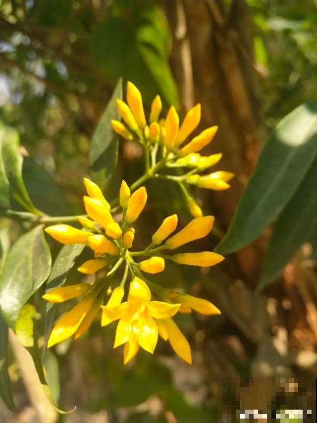 9种有毒花，出门见到要离远点，家里有老人小孩的要注意