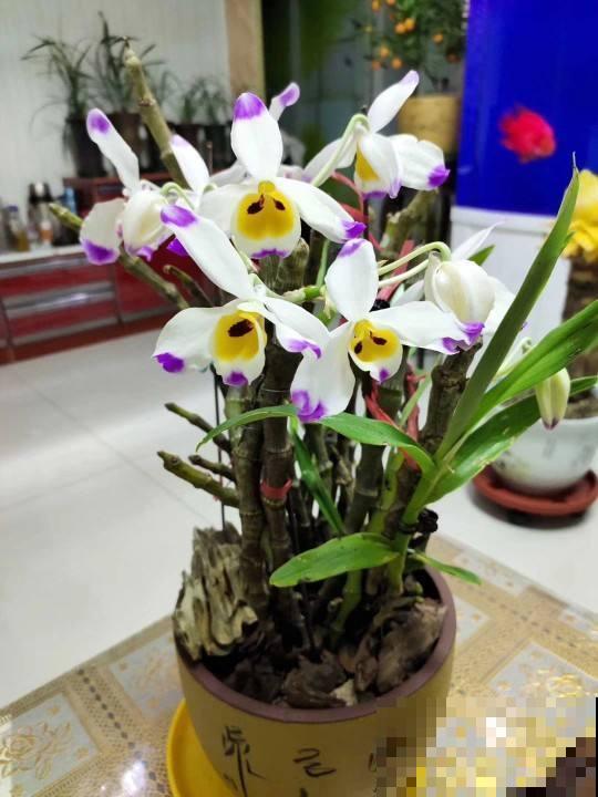 养过珍贵的石斛吗？林地里一长一大片，塞水苔里就能长！