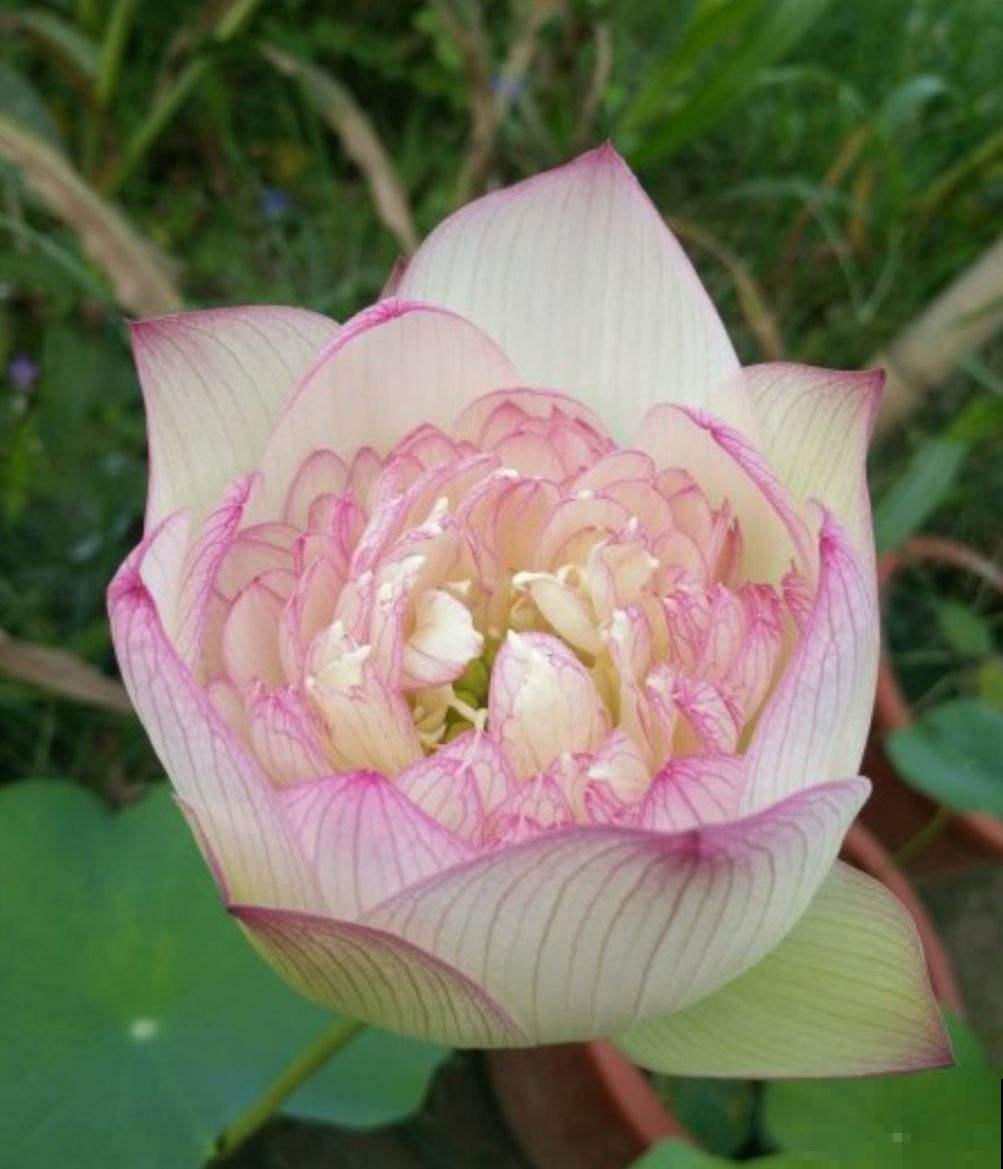 5种花，丢水里也能养，干净卫生，呼呼爆盆