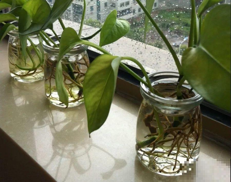 10种花，春天不能晒，躲屋里最安全！