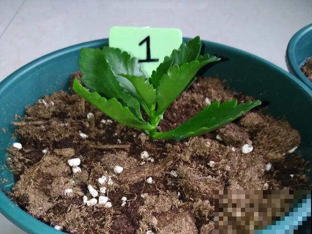 养绣球真赚了，枝条剁8段，每根都能活！