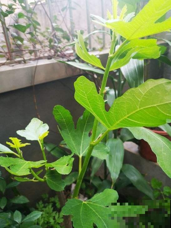 想在夏天吃到美味清甜无花果，现在的养护不可少，赶紧学学！