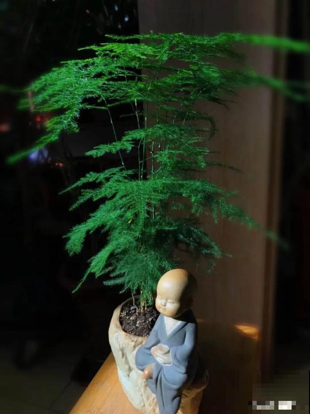 嫌花长得丑，趁现在砍头，满盆都是新叶子！
