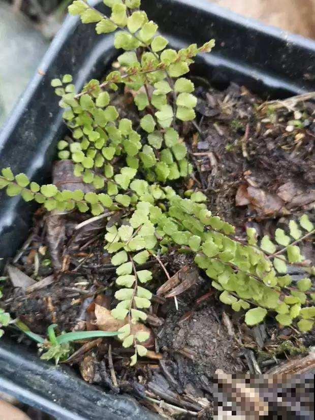 蕨类植物发芽不寻常，看起来有点吓人，千万不要手快铲掉！