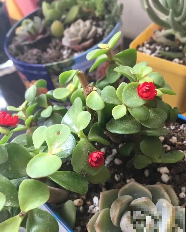 春天买花要注意，6种花千万别买，都是骗人的！