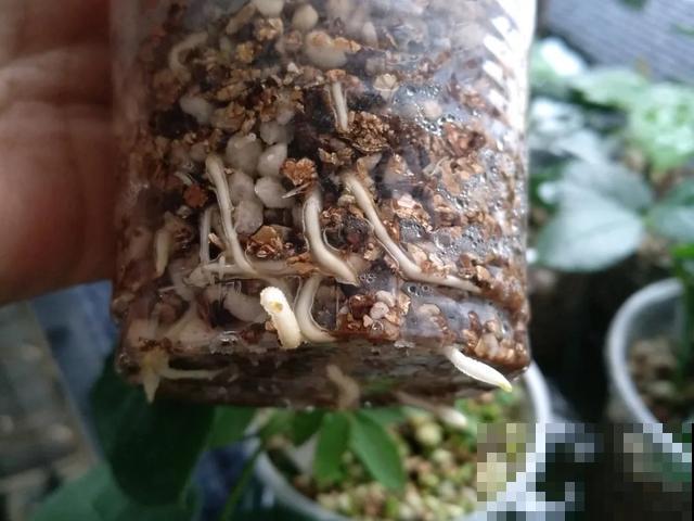 养绣球真赚了，枝条剁8段，每根都能活！