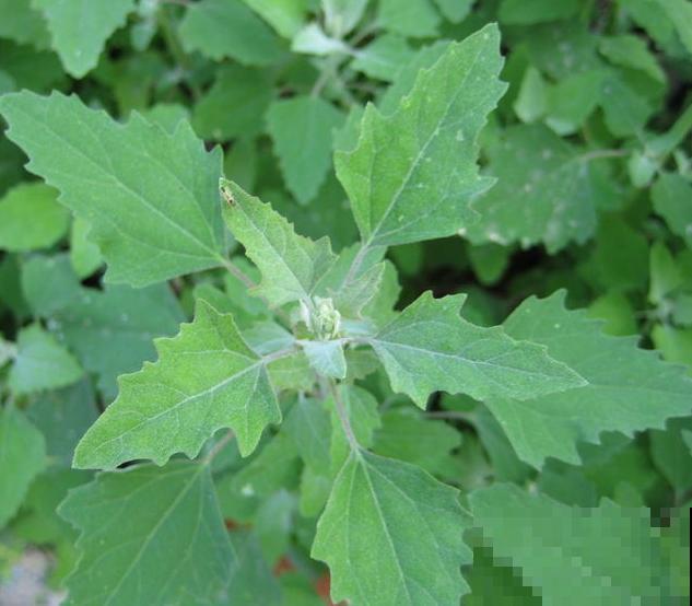 见过两米高的野菜吗？很多人看了不认识，其实掐点嫩芽超鲜香！