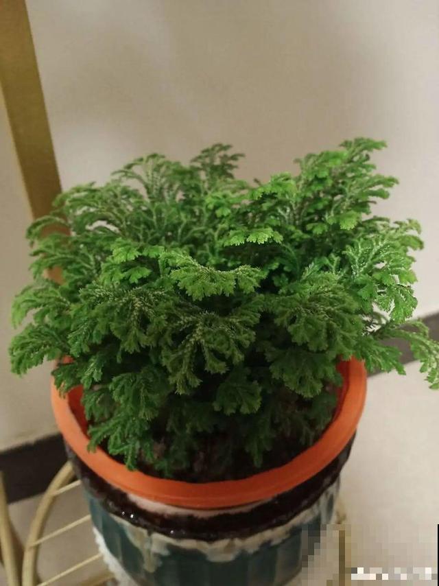 “折腾不死”的10种花，咋养都爆盆，懒人最适合！